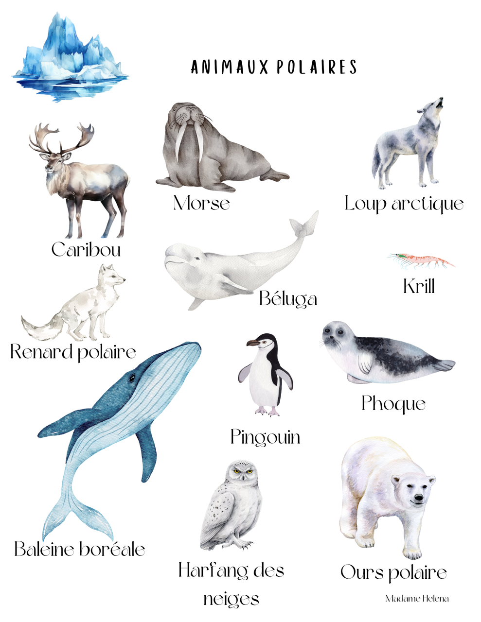 Activités Animaux polaires