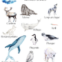 Activités Animaux polaires