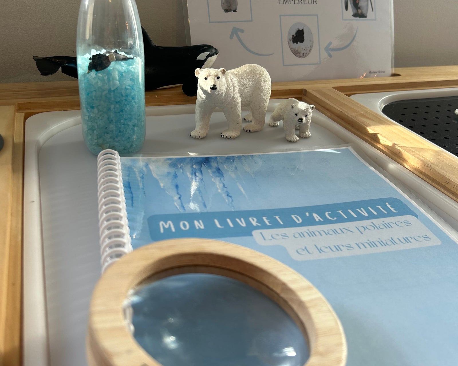 Activités Animaux polaires