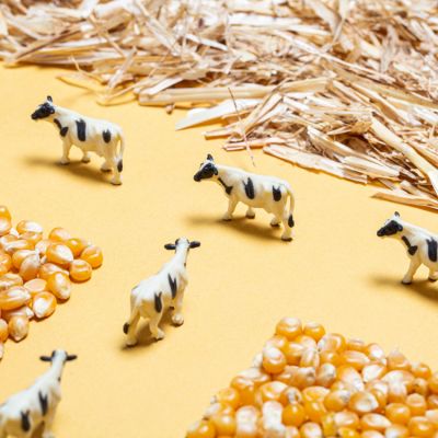 Animaux de la ferme