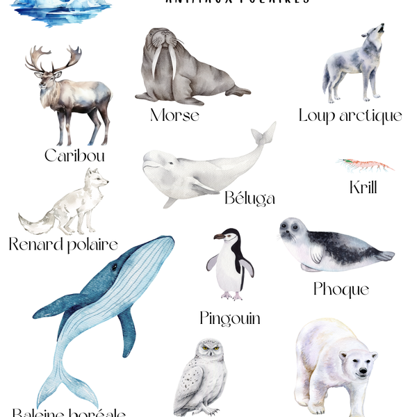 Thème Animaux polaires - Affiches imagiers