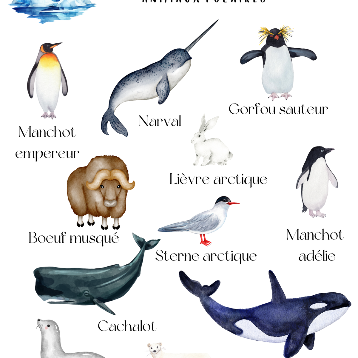 Thème Animaux polaires - Affiches imagiers