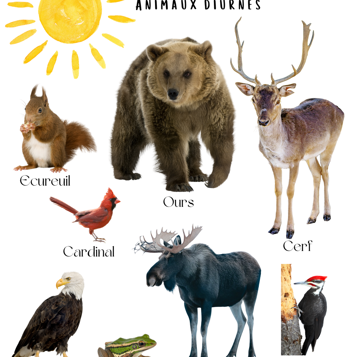 Thème Jour et Nuit - Affiches imagiers