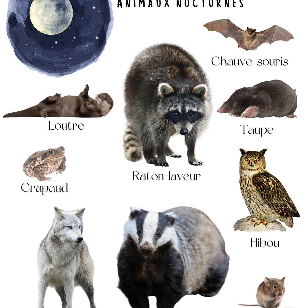 Thème Jour et Nuit - Affiches imagiers