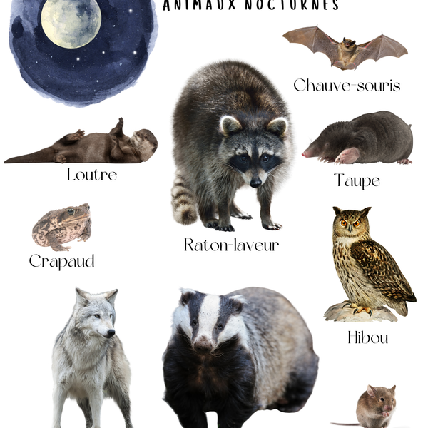 Thème Jour et Nuit - Affiches imagiers