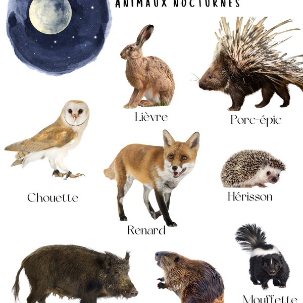 Thème Jour et Nuit - Affiches imagiers