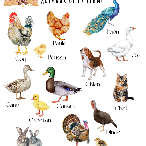 Thème Animaux de la ferme - Affiches imagiers