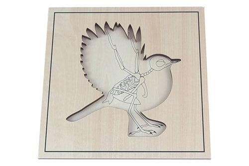 Cabinet de zoologie 5 animaux avec squelette