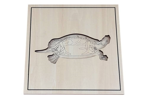 Cabinet de zoologie 5 animaux avec squelette