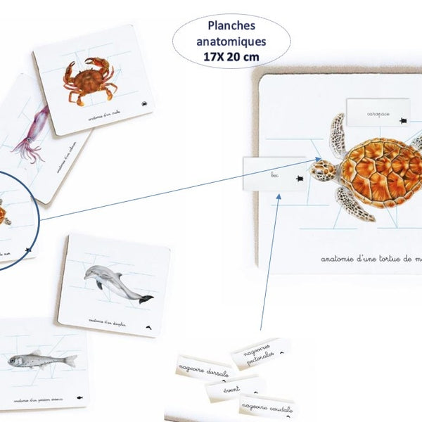 Nathan - Mon coffret Montessori Océans