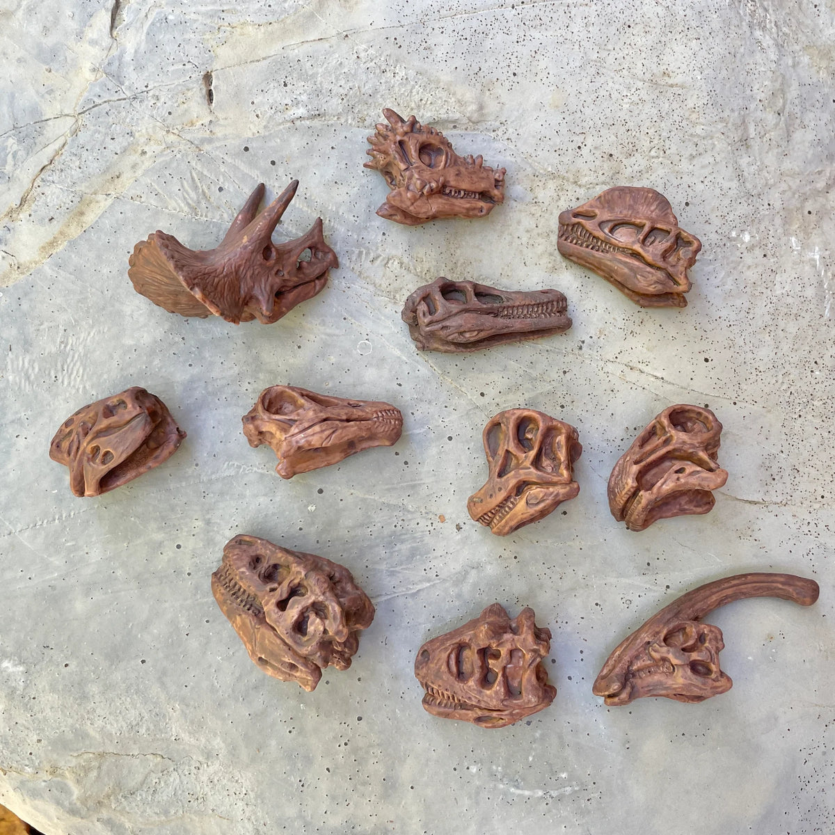 Safari Ltd - Tube Crânes de dinosaures