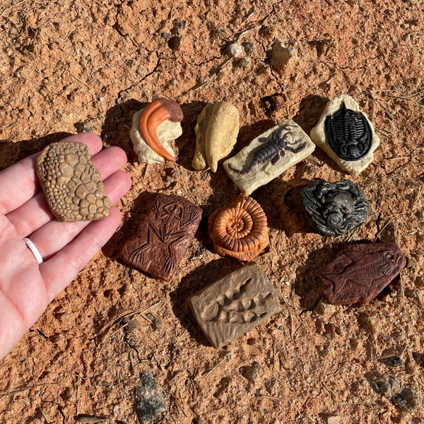 Safari Ltd - Tube Fossiles Anciens