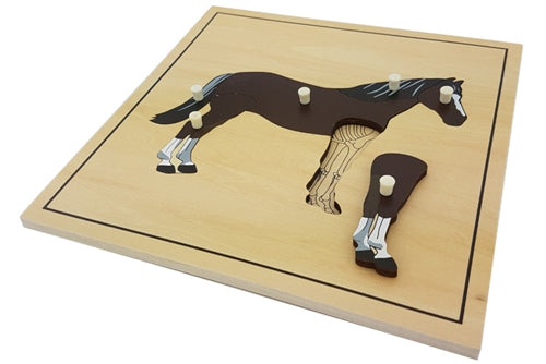 Skeleton zoology puzzles