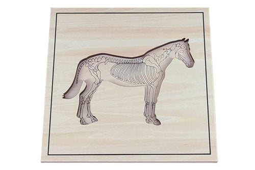 Skeleton zoology puzzles
