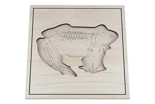 Skeleton zoology puzzles