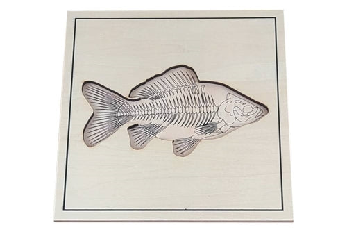 Skeleton zoology puzzles